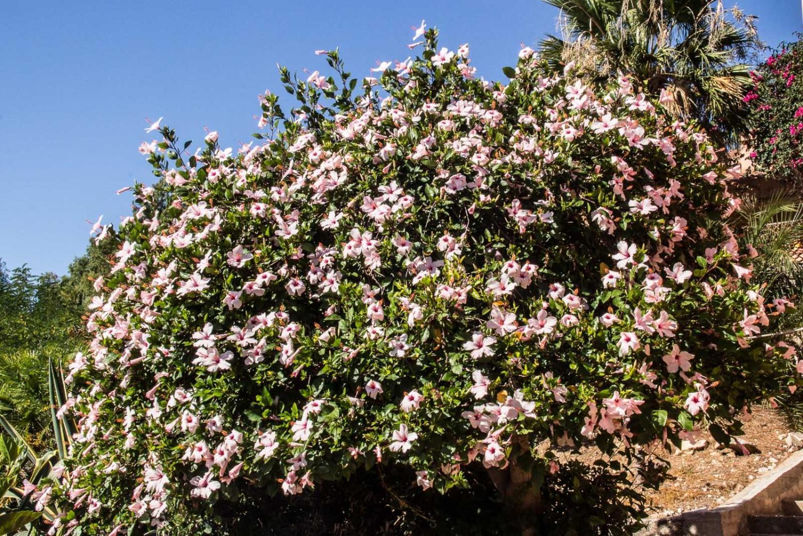 סקופלו Villa Hibiscus Scopello מראה חיצוני תמונה